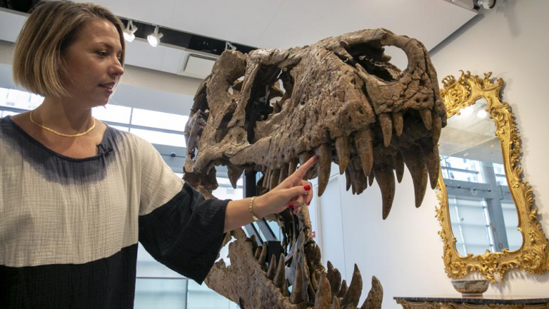 Kafka e një dinosauri të zbuluar në Dakotën e Jugut pritet të shitet për 15 milionë dollarë