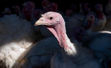 Përhapja e gripit të shpendëve vret më shumë se 50 milionë zogj në SHBA