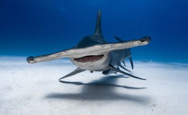 Ekziston arsyeja përse peshkaqenët kokë-çekiç duken aq “të çuditshëm”?