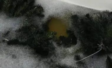 Një grua lau pemën e saj të Krishtlindjes në vaskë – dikush u pajtua me këtë veprim, dikush tjetër jo