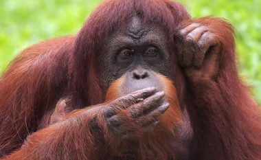 Orangutani mahnit vizitorët e kopshtit zoologjik në Indonezi me poza gazmore
