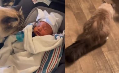 Takimi i parë me bebin: Reagimi dramatik i maces bëhet viral në TikTok