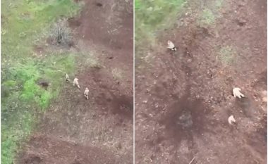 Momenti kur ushtarët rusë ikin nga paniku sa andej e këndej, për ta shmangur bombën nga droni ukrainas