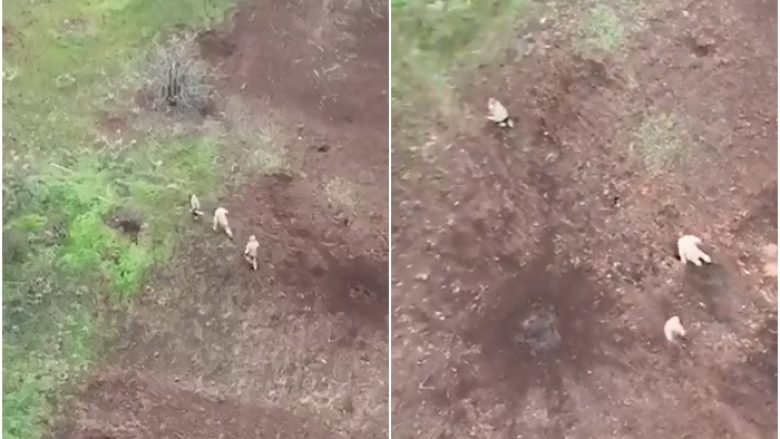 Momenti kur ushtarët rusë ikin nga paniku sa andej e këndej, për ta shmangur bombën nga droni ukrainas