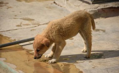 Mos i lejoni që qentë të pinë ujë në pellgje – bëjeni këtë, është shumë e rëndësishme