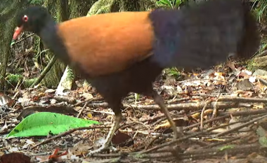 Një zog që mendohej se ishte zhdukur prej 140 vjetësh, zbulohet në pyjet e Papa Guinesë së Re
