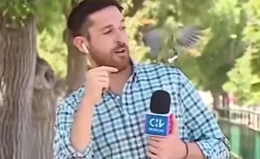 Gazetari kilian plaçkitet nga një zog gjatë transmetimit ‘live’ – ia vodhi kufjen nga veshi i majtë e fluturoi bashkë me të