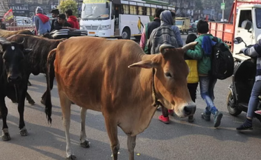 Burri në Indi dënohet me gjashtë muaj burg pasi i la lopët të bredhin rrugëve