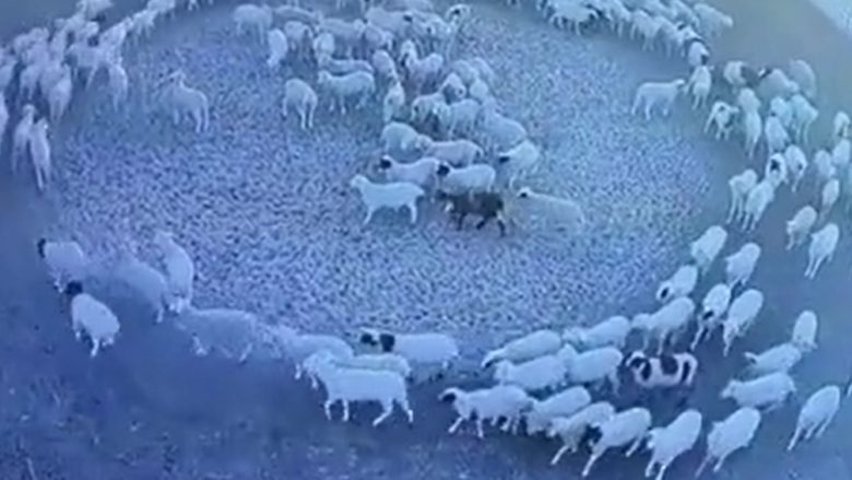 Pamjet që shtangën njerëzit – delet lëvizën në mënyrë rrethore për 12 ditë në Kinë