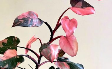 Philodendron-in rozë është i lehtë ta kultivoni – nuk është i ndjeshëm dhe rritet shpejt
