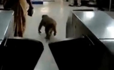 Një majmun u pa duke u endur në një stacion treni në Indi