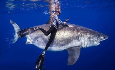 Zhytësi profesionist zbulon krijesën e oqeanit që njerëzit duhet të kenë frikë më shumë – dhe nuk janë peshkaqenët