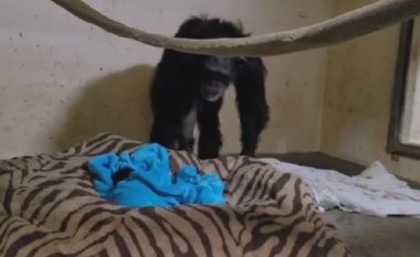 Shimpanzeja lindin një fëmijë për herë të parë – reagimi i saj u bë hit