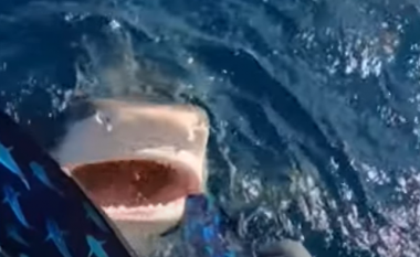 Zhytësja gati përfundon në gojën e peshkaqenit