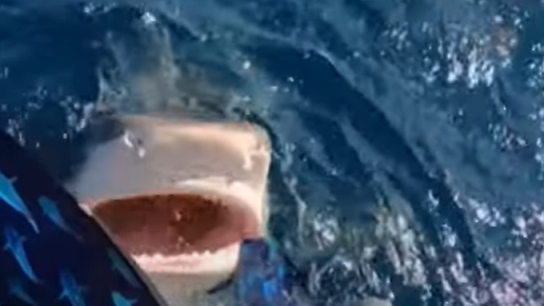 Zhytësja gati përfundon në gojën e peshkaqenit