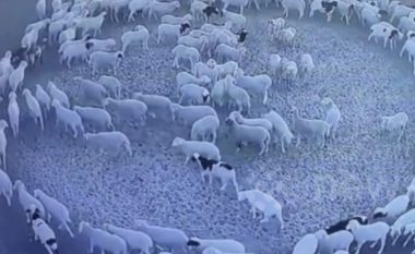 Misteri i deleve që lëvizin në rreth për 12 ditë mund të jetë zgjidhur