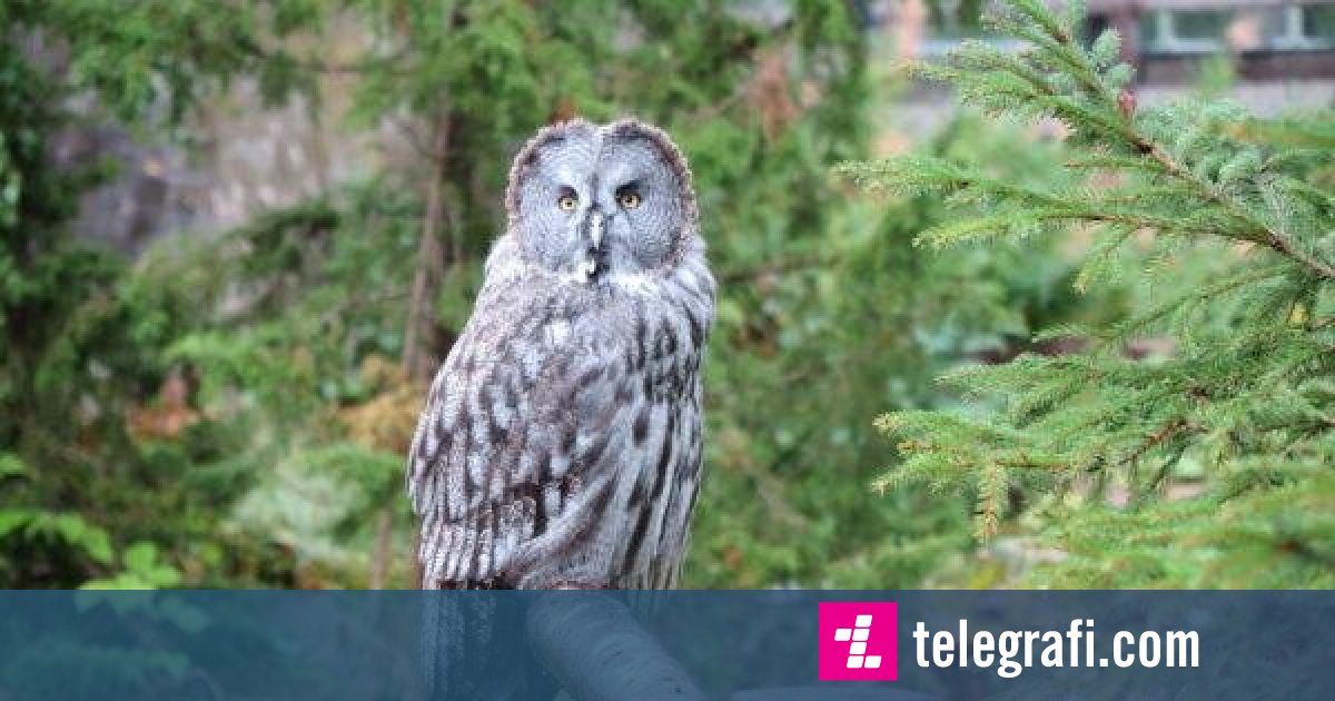 Swedish zoo in search of escaped owl - Telegraph - Telegraph