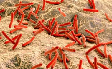 Një lloj i baktereve mund të mbajnë çelësin për të ndihmuar rigjenerimin e mëlçisë