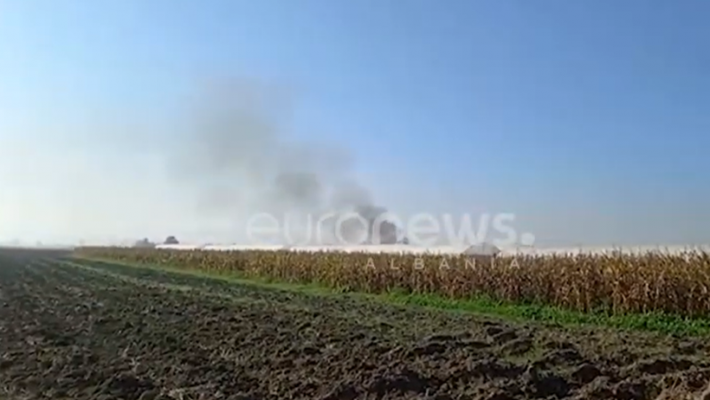 Policia djeg kanabisin e gjetur në fermën në Berat