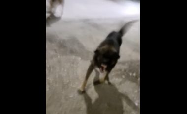 Tetovari sulmohet nga qentë endacakë, publikon pamjet në rrjetet sociale