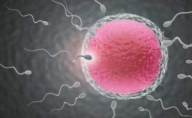 Studimi: Numri i spermatozoideve ka rënë për 62 për qind që nga viti 1973