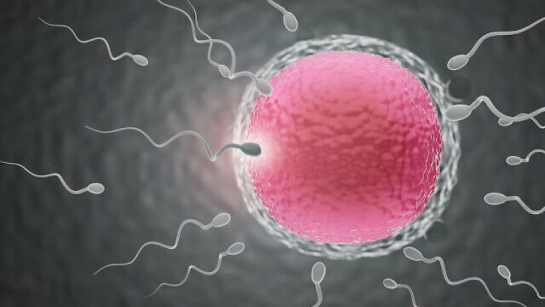 Studimi: Numri i spermatozoideve ka rënë për 62 për qind që nga viti 1973