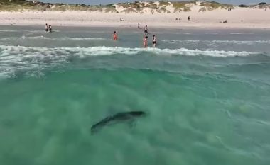 Droni kap momentin kur peshkaqeni prej tri metrave, noton pranë pushuesve në një plazh në Australi