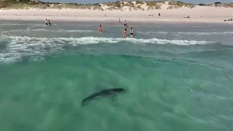 Droni kap momentin kur peshkaqeni prej tri metrave, noton pranë pushuesve në një plazh në Australi