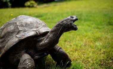 Breshka më e vjetër në botë feston ditëlindjen e 190-të