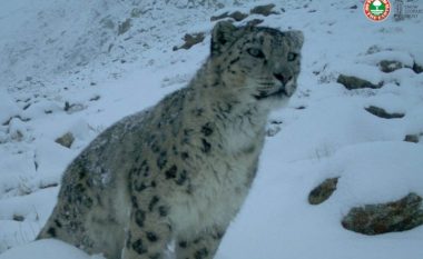 Gjuetia dhe tregtia e paligjshme e leshit dhe eshtrave të tij, si po rrezikohet leopardi i borës nga njerëzit