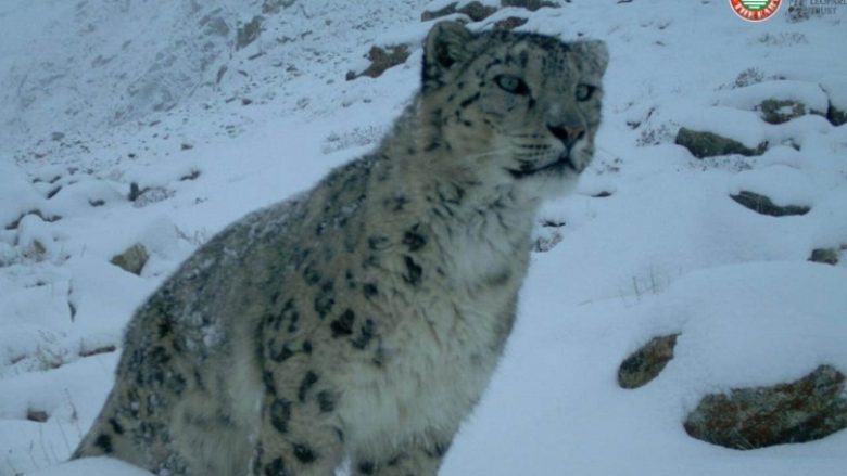 Gjuetia dhe tregtia e paligjshme e leshit dhe eshtrave të tij, si po rrezikohet leopardi i borës nga njerëzit