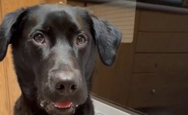 Leksioni i mirësjelljes: Shikoni se si reagon ky qen kur pronari i tij i ofron ushqim që e urren