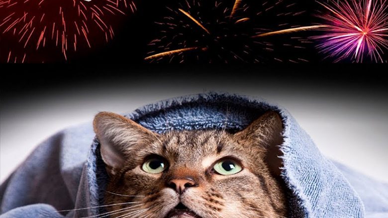 Edhe macet tregojnë shenja akthi kur dëgjojnë shpërthim petardësh dhe fishekzjarrësh: Kjo është mënyra që mund t’u ndihmoni