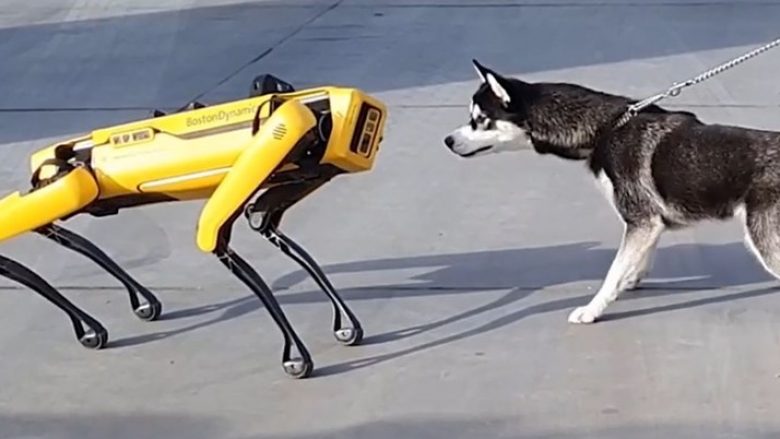 Qeni Husky takoi për herë të parë një robot në formë të qenit