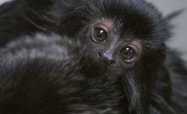 Kopshti zoologjik britanik njofton lindjen e majmunit të vogël Goeldi