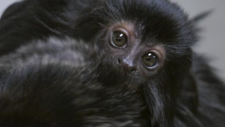 Kopshti zoologjik britanik njofton lindjen e majmunit të vogël Goeldi