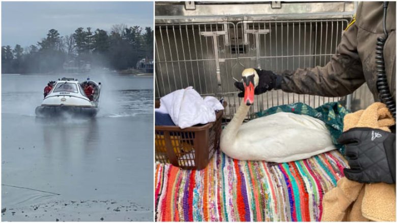 Një hovercraft përdoret për të shpëtuar mjellmën e cila kishte ngecur në akullin e liqenit në Michigan