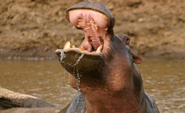 Hipopotami gati gëlltiti dyvjeçarin në Ugandë