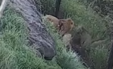 Pesë luanë arritën të arratiseshin nga rrethimi i tyre në kopshtin zoologjik të Australisë