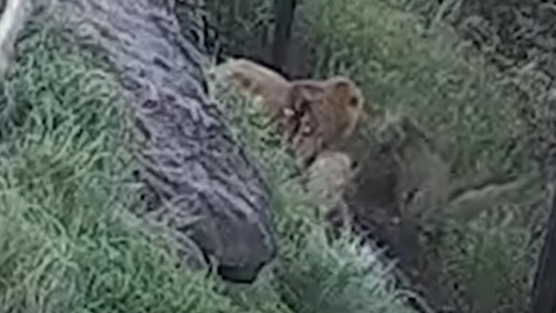 Pesë luanë arritën të arratiseshin nga rrethimi i tyre në kopshtin zoologjik të Australisë