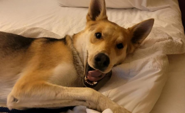 Qeni i humbur nga Kalifornia shfaqet 14 muaj më vonë – rreth 2,600 kilometra larg