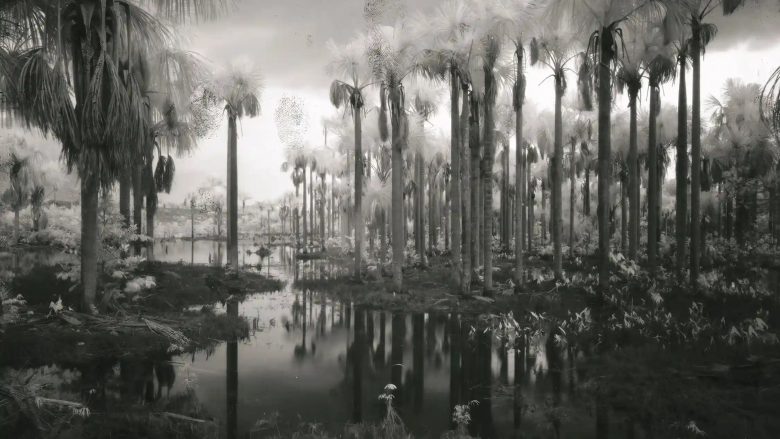 Fotografia më e mirë e realizuar nga Richard Mosse: Autostrada e Amazonës nëpër ferr
