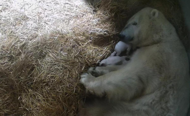 Ngjarje mahnitëse në kopshtin zoologjik të Ohio-s, ariu polar sjell në jetë binjakët e saj
