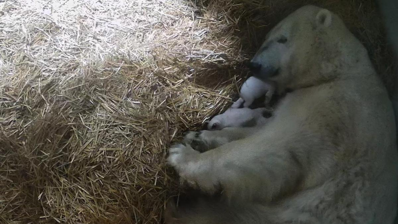 Ngjarje mahnitëse në kopshtin zoologjik të Ohio-s, ariu polar sjell në jetë binjakët e saj