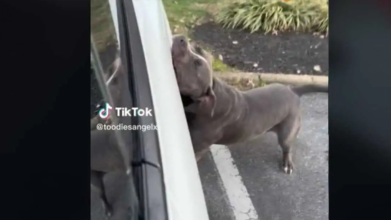 Një Pitbull “luan” me Tesla Model 3 dhe bën shumë dëme