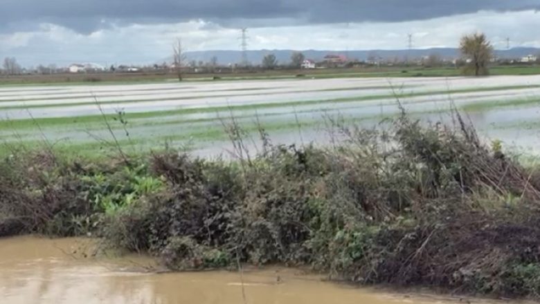 Situata e reshjeve në Shqipëri, ende qindra hektarë tokë nën ujë