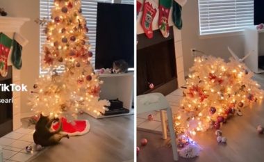 Video me 58 milionë shikime: Një mace ngeci në një llambë dhe rrëzoi pemën e Krishtlindjeve