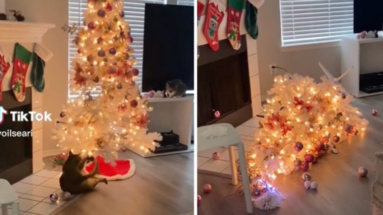 Video me 58 milionë shikime: Një mace ngeci në një llambë dhe rrëzoi pemën e Krishtlindjeve