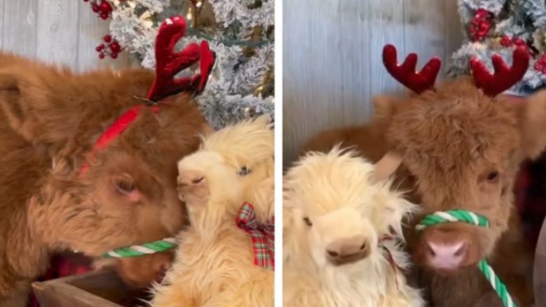 Një video e një lope që pozon për fotot e Krishtlindjeve është bërë hit në rrjetet sociale
