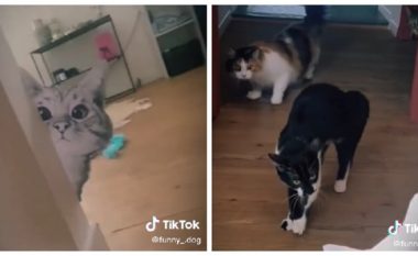Këto mace panë një foto të pazakontë, reagimi i tyre u bë viral